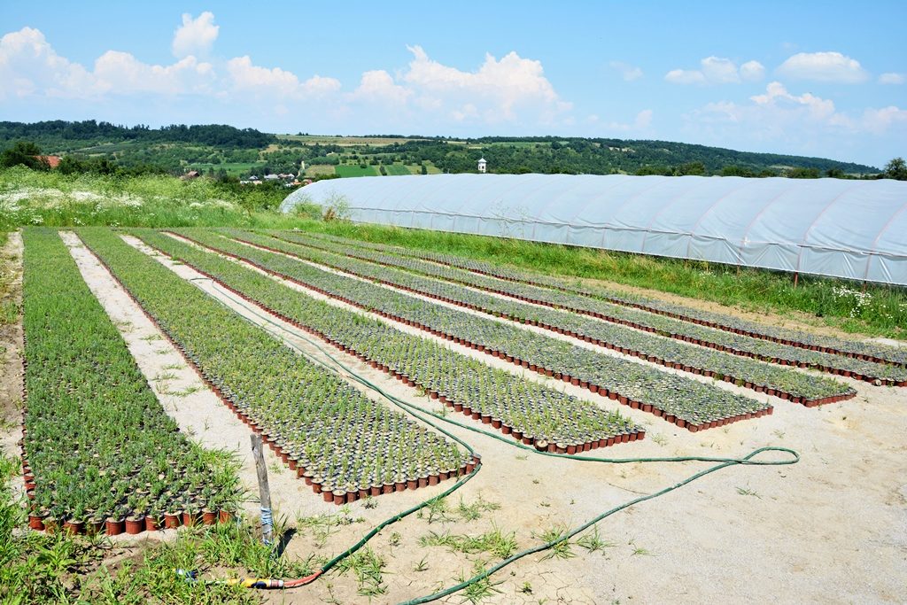pepiniere de lavanda