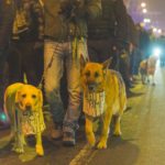 protestele din baia mare