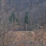 dezastru ecologic