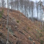 dezastru ecologic