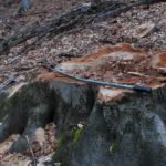 dezastru ecologic