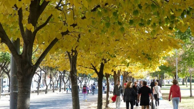 Tilia-cordata