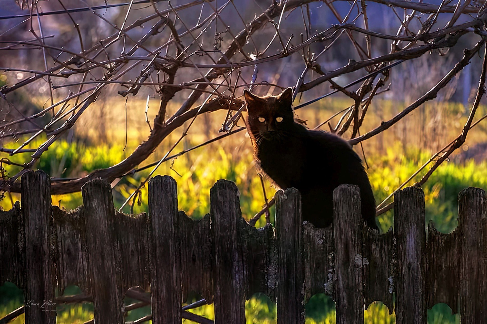 pisica-neagra-maramures-aprilie-2023