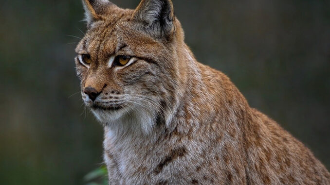 eurasian-lynx